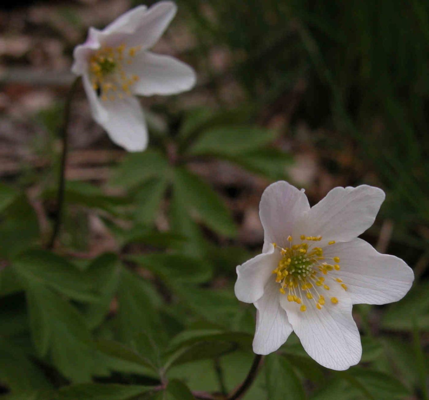 Anemone, Wood flower